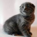 kitti