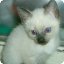 thacat