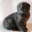 kitti