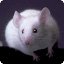 morningmouse