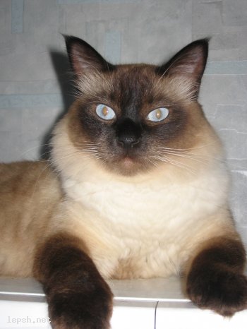 Меняю - Кот