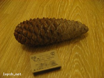 Меняю - Шишка из солнечной Абхазии