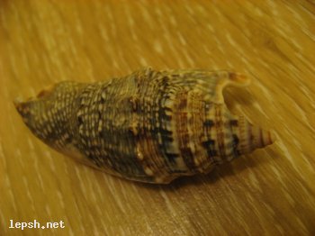 Меняю - Ракушка