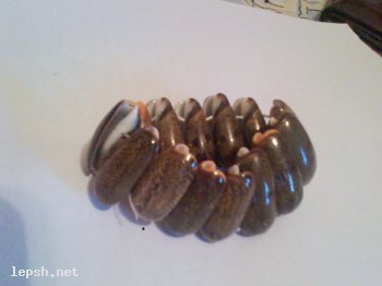 Меняю - Браслет из ракушек