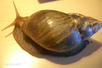 Меняю - улиточка...