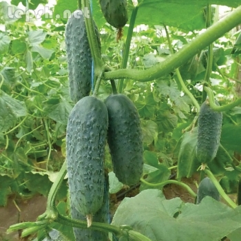 Продаю - Семена огурца KS 90 F1 фирмы Китано