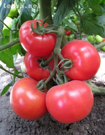 Продаю - Семена розового томата KS 14 F1 фирмы Китано