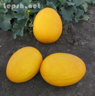 Продаю - Семена дыни AGASI F1 / АГАСИ F1 фирмы Китано