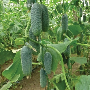 Продаю - Семена огурца KS 90 F1 фирмы Китано