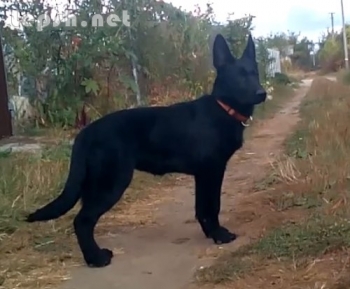 Продаю - Черные щенки немецкой овчарки рабочего разведения