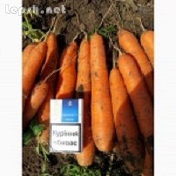 Продаю - Продам моркву від виробника великим оптом.