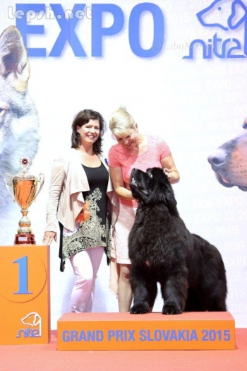 Продаю - Щенки Ньюфаундленд. Киев