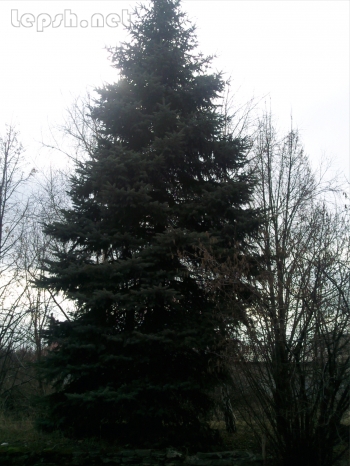 Продаю - ель голубая 12 метров