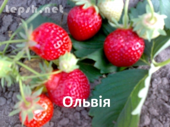 Продаю - Продаємо саджанці! Дуже великий вибір.