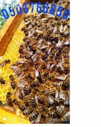 Продаю - Пчелиные матки. Бджоломатки.