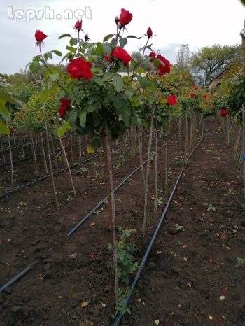 Продаю - Розы штамбовые в ассортименте, рябина шаровидная