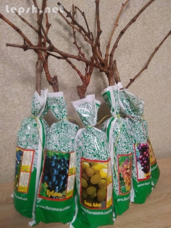 Продаю - Продажа саженцев винограда ОПТ на весну 2022 года