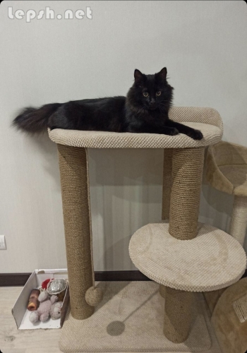 Продаю - Будиночки для котиків. Царапкі, когтєточкі