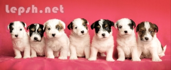 Продаю - Цуценята Джек Рассел тер'єрів