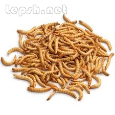 Продаю - Корм для стрижей и других насекомоядных птиц, кормовые насекомые живые и заморож