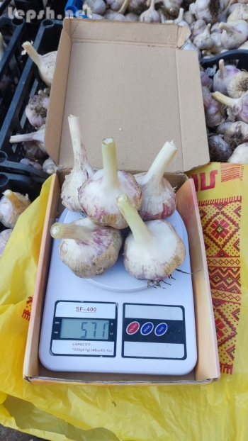 Продаю - Продам часник Любаша 2024