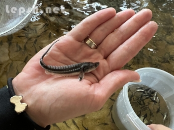 Продаю - Малек русского осетра