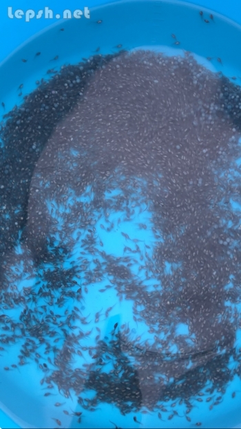 Продаю - Принимаю заказ на малек осетра, малек стерляди