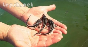 Продаю - Продам русского малька