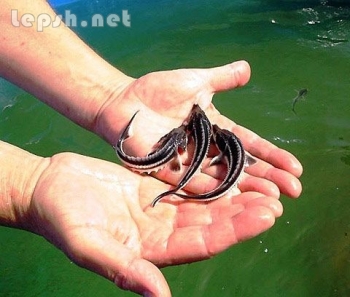 Продаю - Малек осетра, форель.